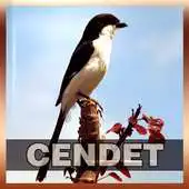 Free play online Suara Burung Cendet APK Free play online Suara Burung Cendet APK