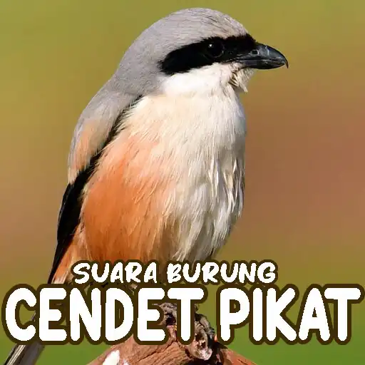 Play Suara Burung Cendet Pikat APK