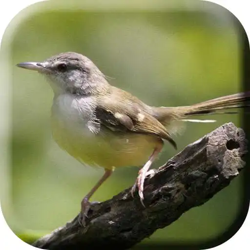 Play Suara Burung Ciblek Pikat Ampuh APK