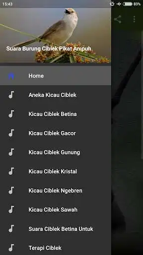 Play Suara Burung Ciblek Pikat Ampuh  and enjoy Suara Burung Ciblek Pikat Ampuh with UptoPlay