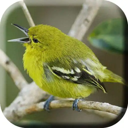 Play Suara Burung Cipoh Gacor APK