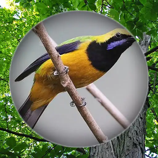Play Suara Burung Cucak Cungkok APK