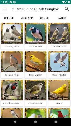 Play Suara Burung Cucak Cungkok as an online game Suara Burung Cucak Cungkok with UptoPlay
