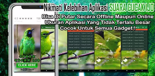 Play Suara Burung Cucak Ijo Gacor