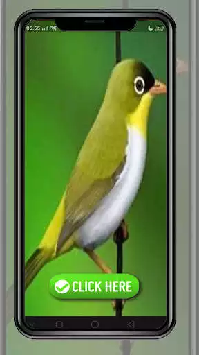Play Suara Burung Cucak Ijo Gacor