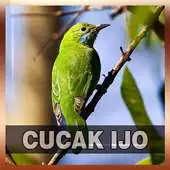 Free play online Suara Burung Cucak Ijo APK
