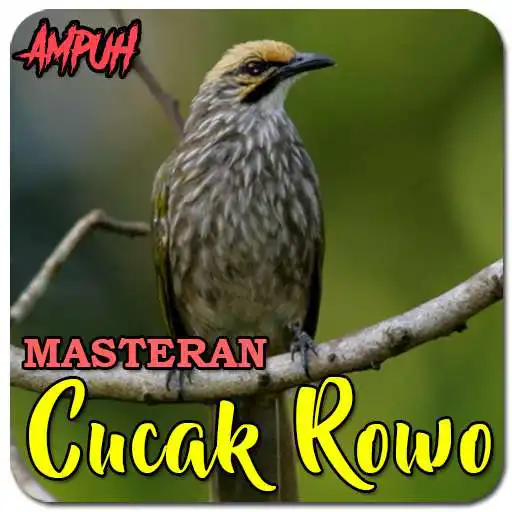 Play Suara Burung Cucak Rowo Gacor APK