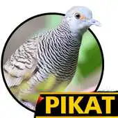 Free play online Suara Burung Dekukur Pikat JAWARA APK