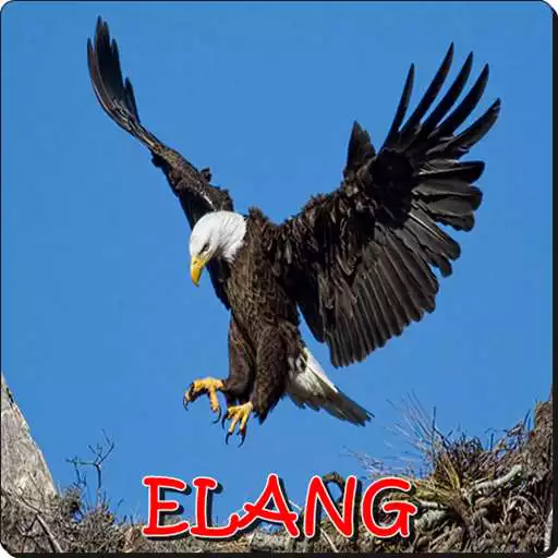 Free play online Suara Burung Elang APK
