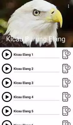 Play Suara Burung Elang
