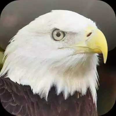 Play Suara Burung Elang