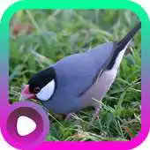 Free play online Suara Burung Gelatik APK Free play online Suara Burung Gelatik APK