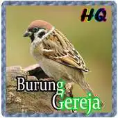 Free play online SUARA BURUNG GEREJA MASTER APK Free play online SUARA BURUNG GEREJA MASTER APK