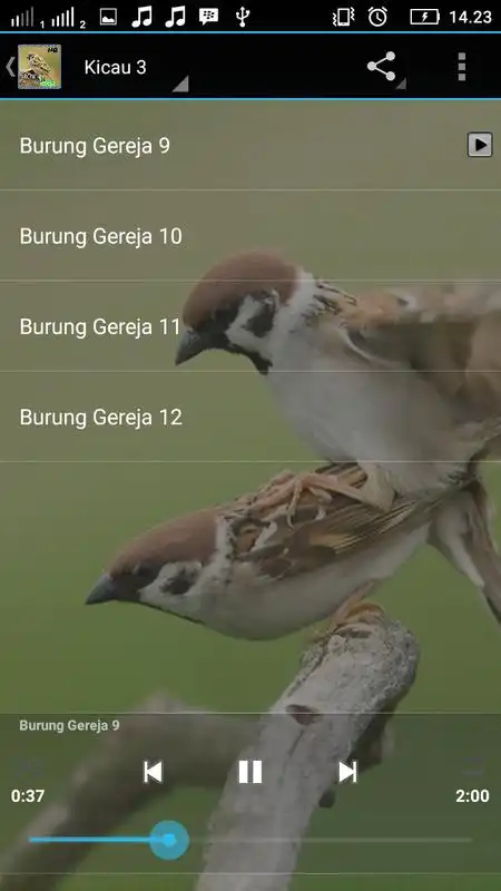 Play SUARA BURUNG GEREJA MASTER