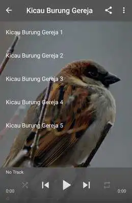 Play Suara Burung Gereja