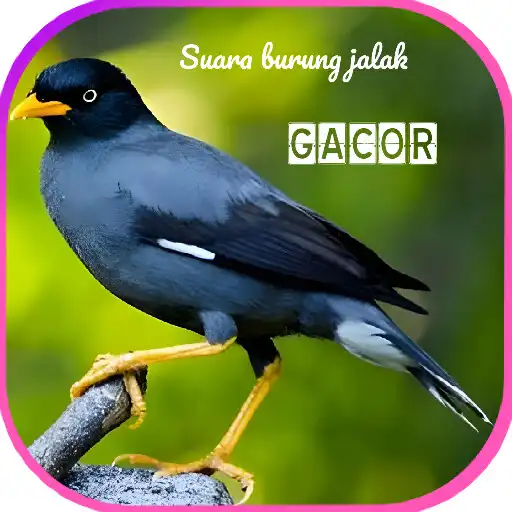 Play Suara burung jalak gacor APK