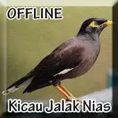 Free play online Suara Burung Jalak Nias APK
