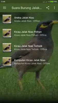 Play Suara Burung Jalak Nias