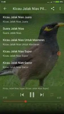 Play Suara Burung Jalak Nias