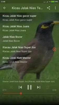 Play Suara Burung Jalak Nias