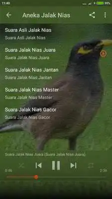 Play Suara Burung Jalak Nias