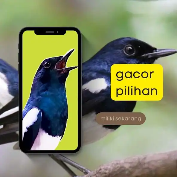 Play Suara Burung Kacer Betina as an online game Suara Burung Kacer Betina with UptoPlay