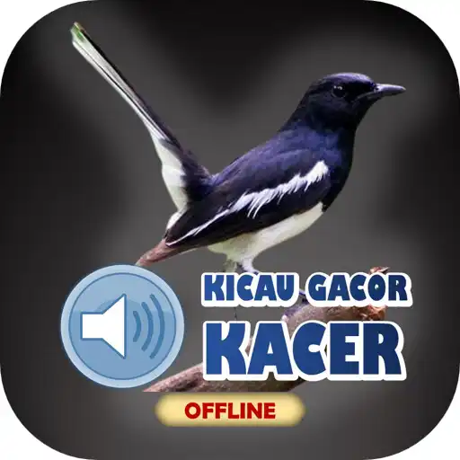 Play Suara Burung Kacer Gacor Mp3 APK Play Suara Burung Kacer Gacor Mp3 APK