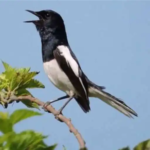 Play Suara Burung Kacer APK