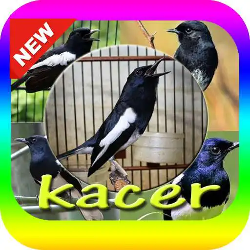 Play Suara Burung Kacer Mp3  and enjoy Suara Burung Kacer Mp3 with UptoPlay