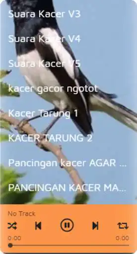 Play Suara Burung Kacer and enjoy Suara Burung Kacer with UptoPlay Play Suara Burung Kacer and enjoy Suara Burung Kacer with UptoPlay