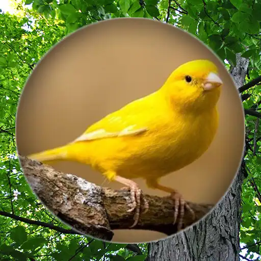 Play Suara Burung Kenari Gacor APK Play Suara Burung Kenari Gacor APK