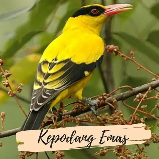 Play Suara Burung Kepodang Emas APK