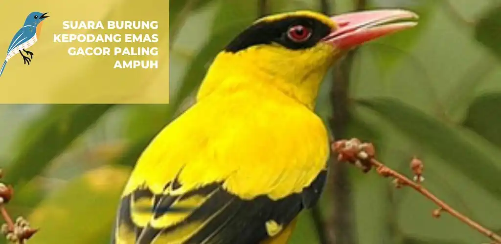 Play Suara Burung Kepodang Emas  and enjoy Suara Burung Kepodang Emas with UptoPlay