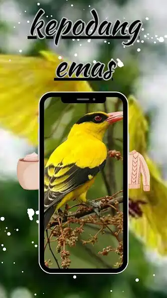 Play Suara Burung Kepodang Emas as an online game Suara Burung Kepodang Emas with UptoPlay