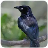 Free play online Suara Burung Kicau Srigunting APK Free play online Suara Burung Kicau Srigunting APK