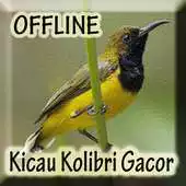 Free play online Suara Burung Kolibri Gacor APK