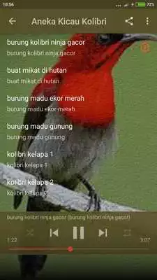 Play Suara Burung Kolibri Gacor