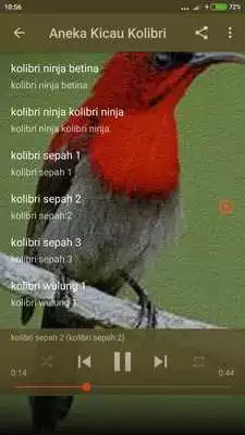 Play Suara Burung Kolibri Gacor
