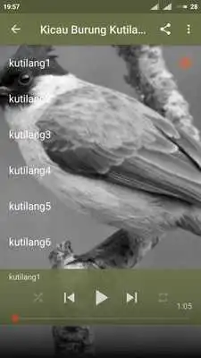 Play Suara Burung Kutilang Offline MP3