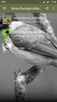 Play Suara Burung Kutilang Offline MP3