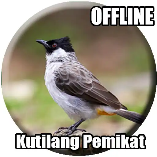 Play Suara Burung Kutilang Pikat APK