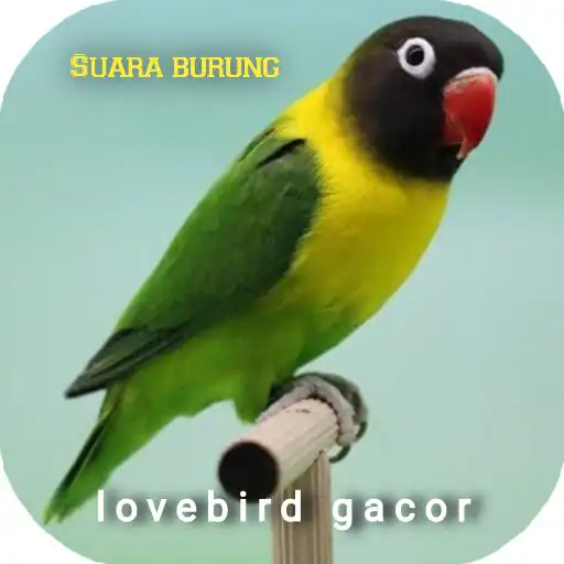 Play Suara burung lovebird gacor APK