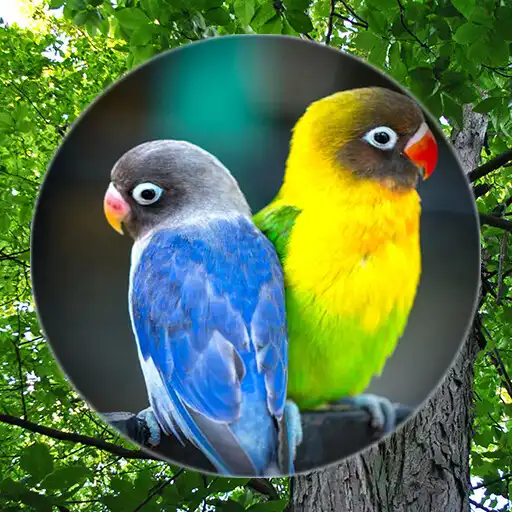 Play Suara Burung Lovebird Master APK Play Suara Burung Lovebird Master APK