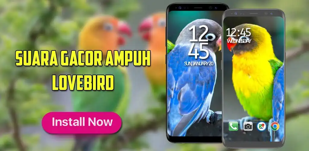 Play Suara Burung Lovebird Ngekek  and enjoy Suara Burung Lovebird Ngekek with UptoPlay