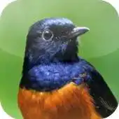 Free play online Suara Burung Murai Batu APK Free play online Suara Burung Murai Batu APK