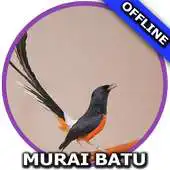 Free play online Suara Burung Murai Batu Master APK