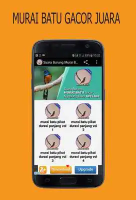 Play Suara Burung Murai Batu Master Play Suara Burung Murai Batu Master