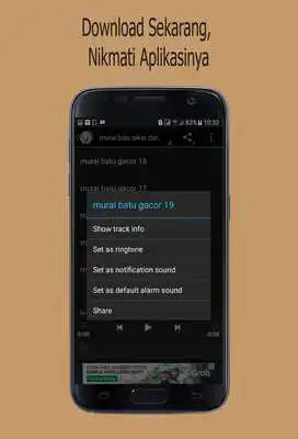 Play Suara Burung Murai Batu Master Play Suara Burung Murai Batu Master
