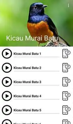 Play Suara Burung Murai Batu