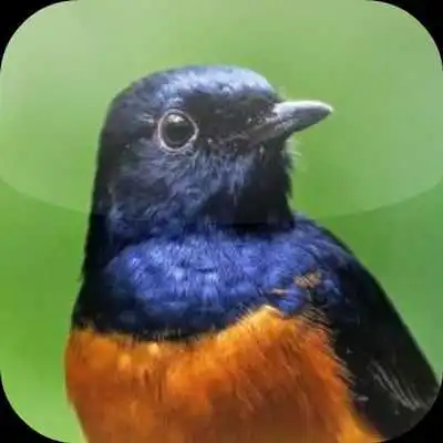 Play Suara Burung Murai Batu